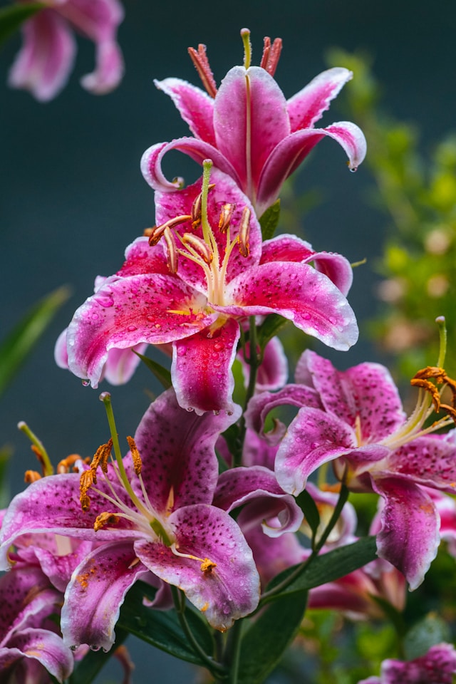 Toxic Lilies