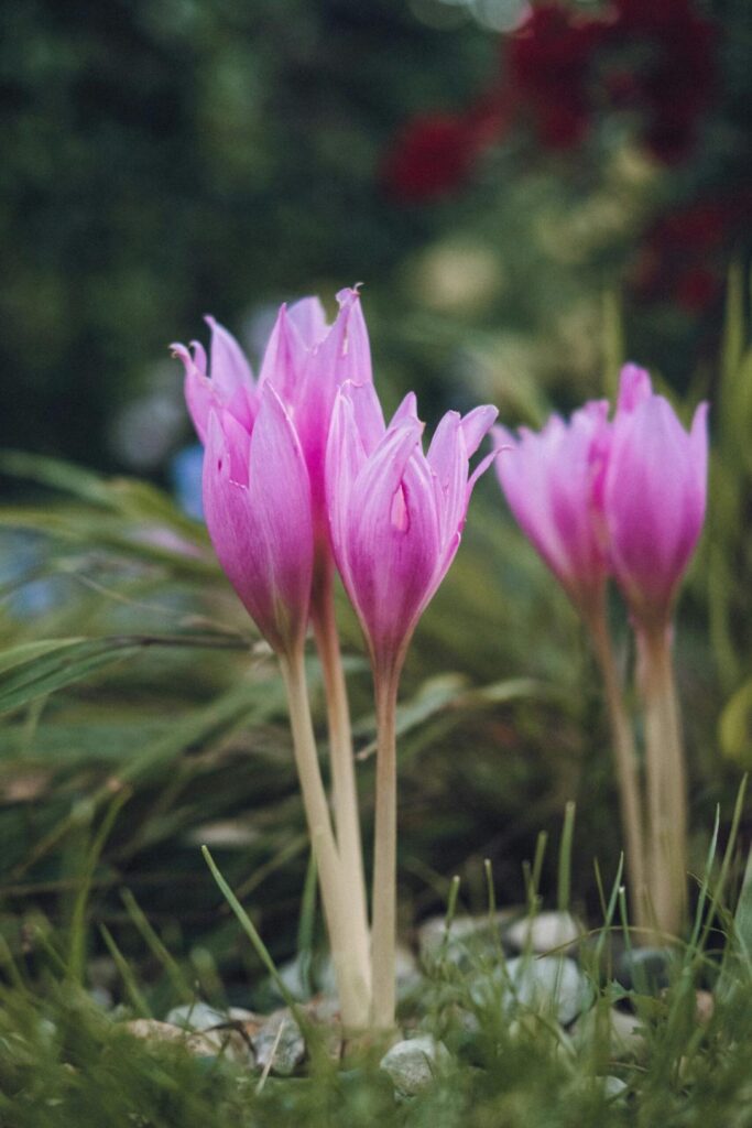 Crocus