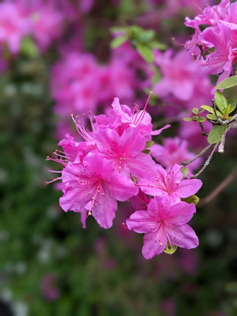 Rhodedendron