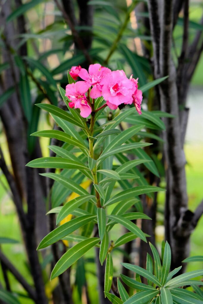 Oleander