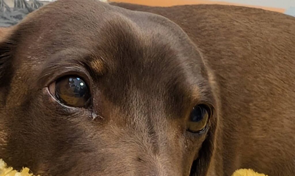 Dachshund Eyes