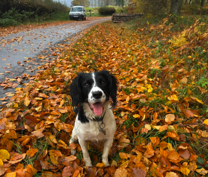Dog sitting beside a road