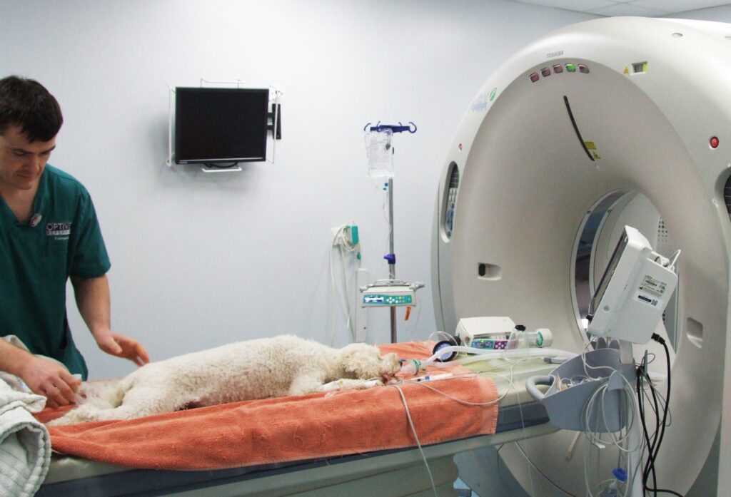 Dog in the CT Scanner
