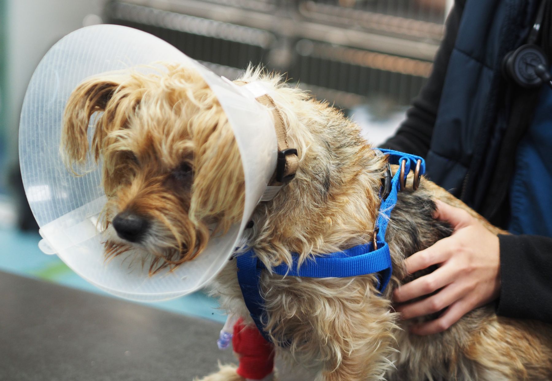 Dog in harness and cone