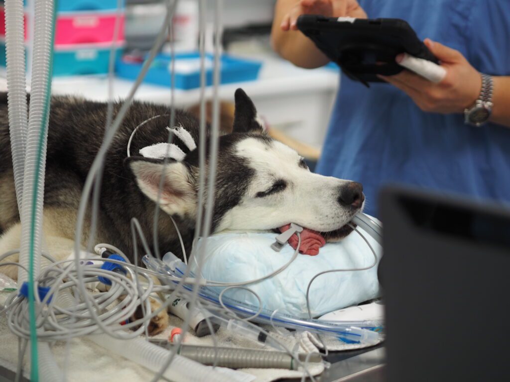 Husky Surgery